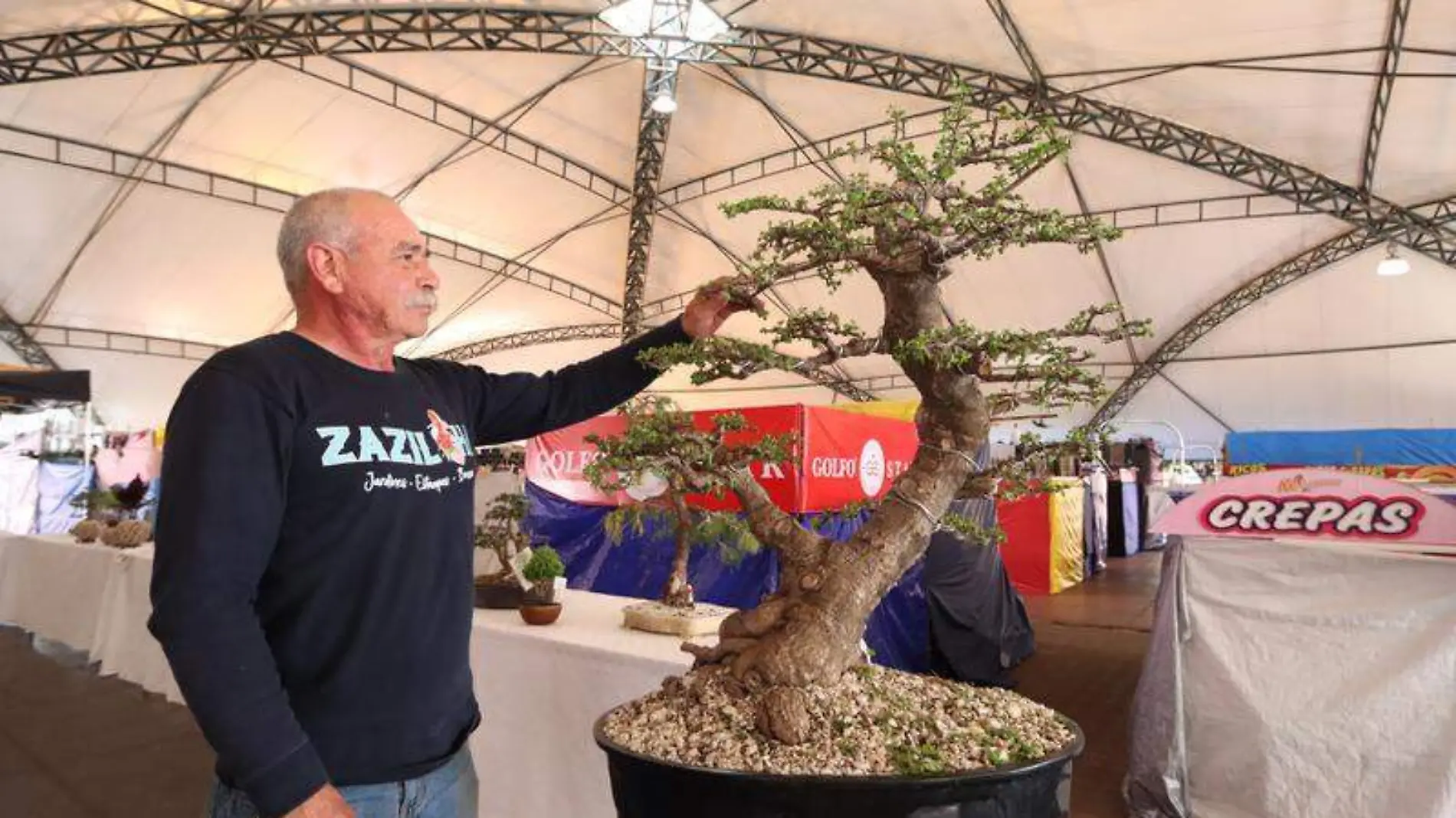 bonsái en la Feria